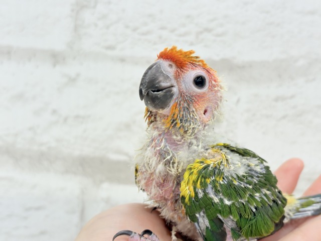 コガネメキシコインコ