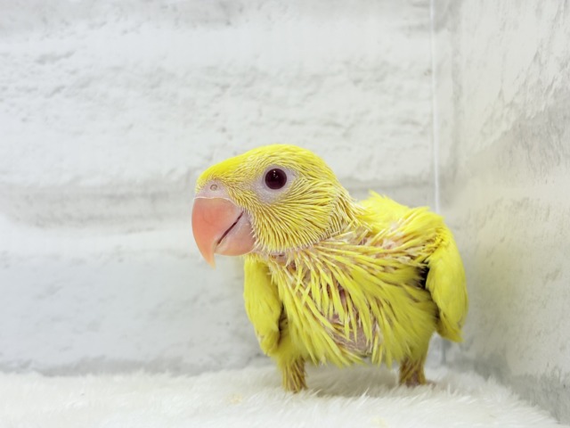 ワカケホンセイインコ（月の輪インコ）