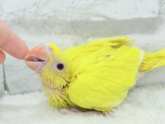 ワカケホンセイインコ（月の輪インコ）