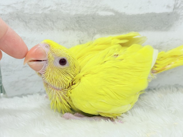 ワカケホンセイインコ（月の輪インコ）