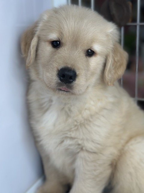 ゴールデンレトリバー