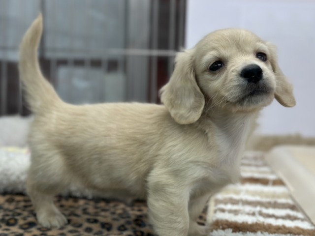 ミニチュアダックス