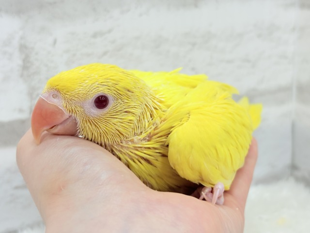 ワカケホンセイインコ（月の輪インコ）