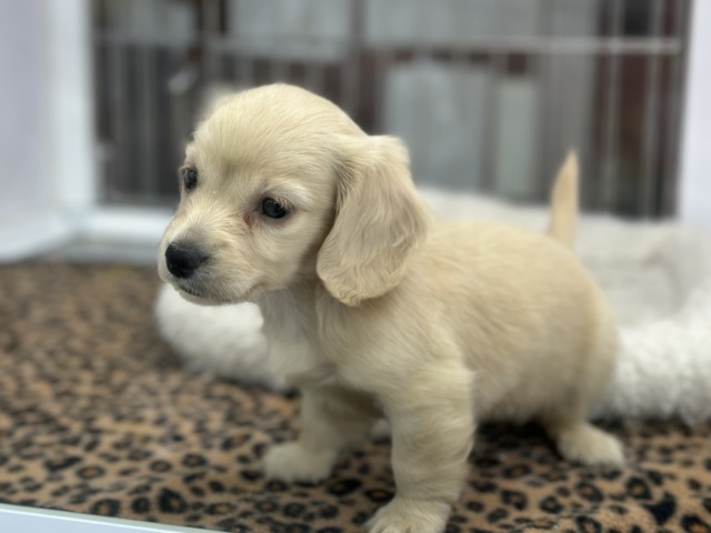 ミニチュアダックス