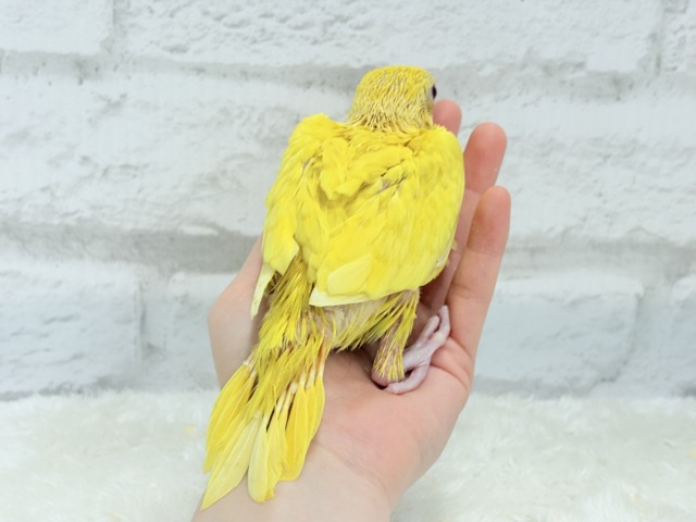 ワカケホンセイインコ（月の輪インコ）