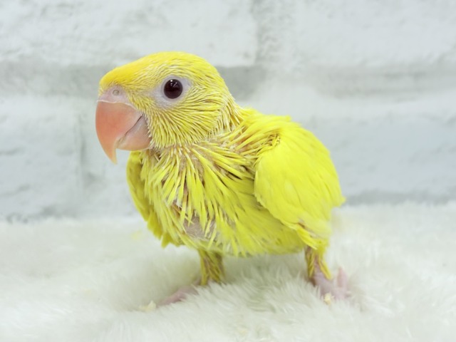 ワカケホンセイインコ（月の輪インコ）