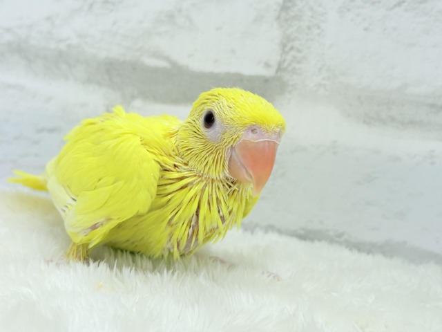 ワカケホンセイインコ（月の輪インコ）