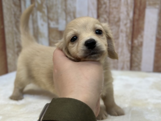 ミニチュアダックス