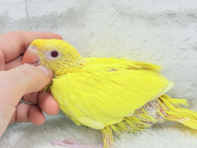 ワカケホンセイインコ（月の輪インコ）
