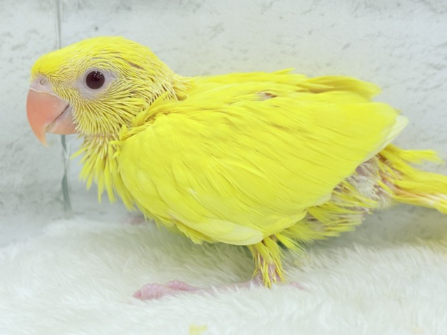 ワカケホンセイインコ（月の輪インコ）