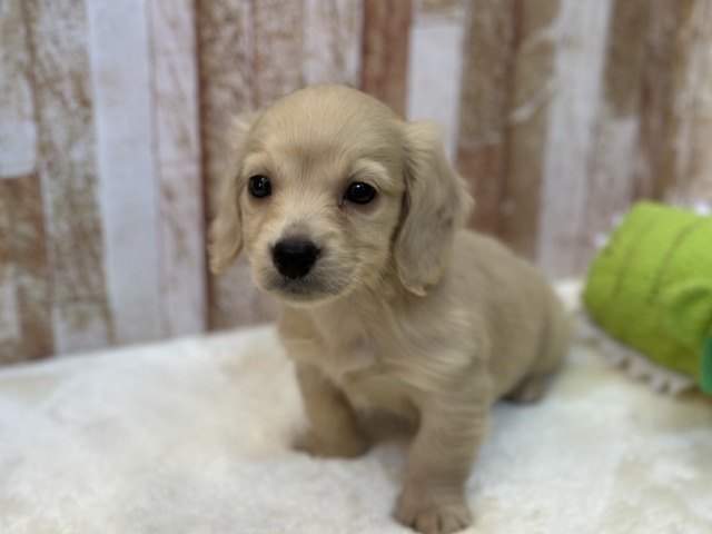 ミニチュアダックス