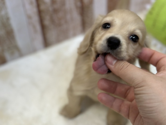 ミニチュアダックス