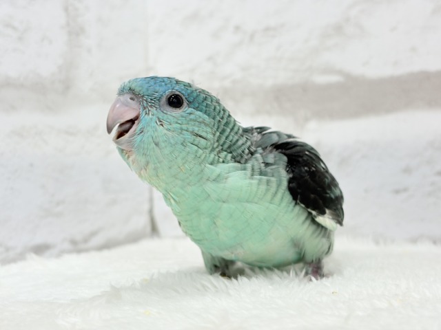 サザナミインコ