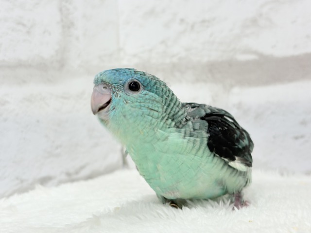 サザナミインコ