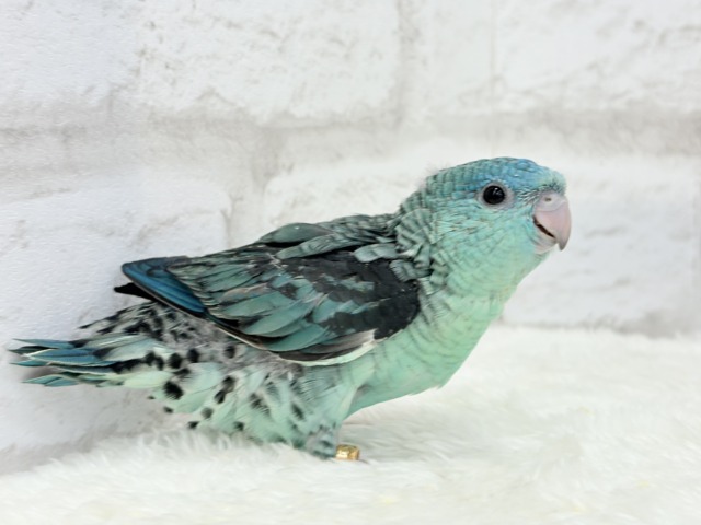 サザナミインコ