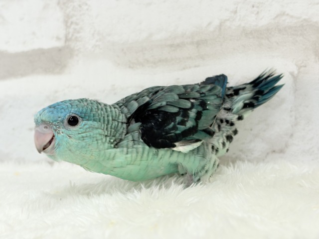 サザナミインコ