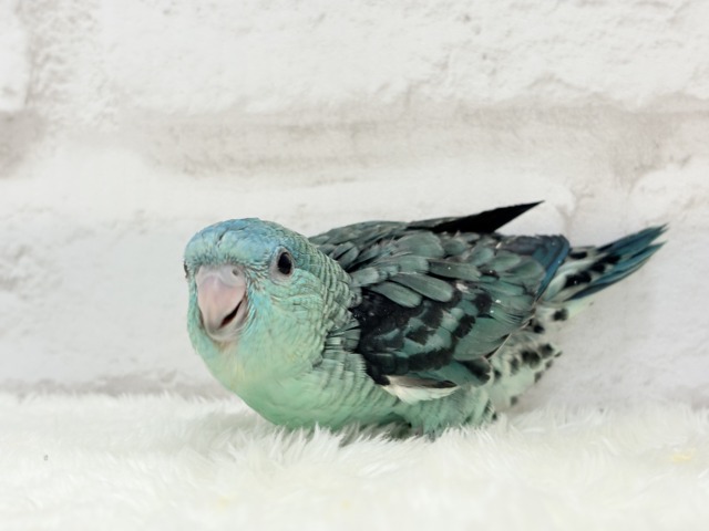 サザナミインコ