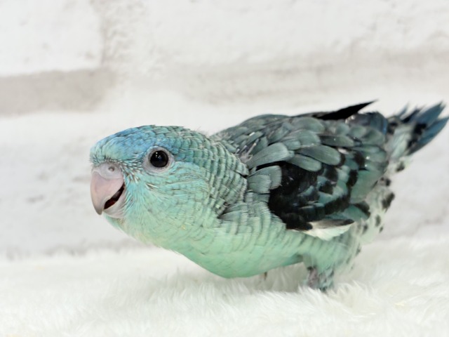 サザナミインコ