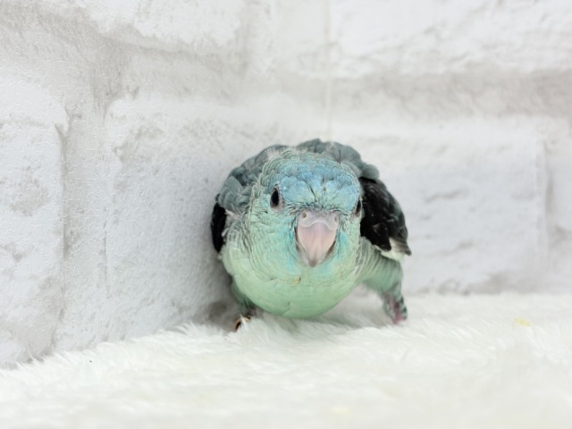 サザナミインコ