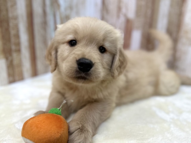 ゴールデンレトリバー