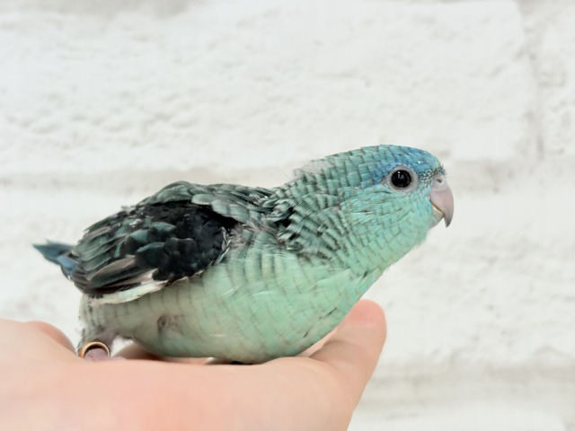 サザナミインコ