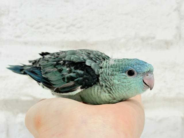 サザナミインコ