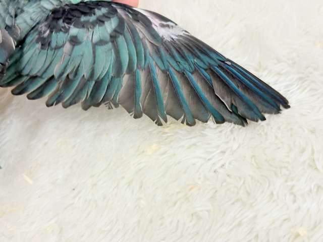 サザナミインコ