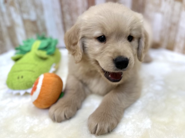 ゴールデンレトリバー