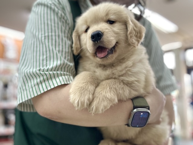 ゴールデンレトリバー