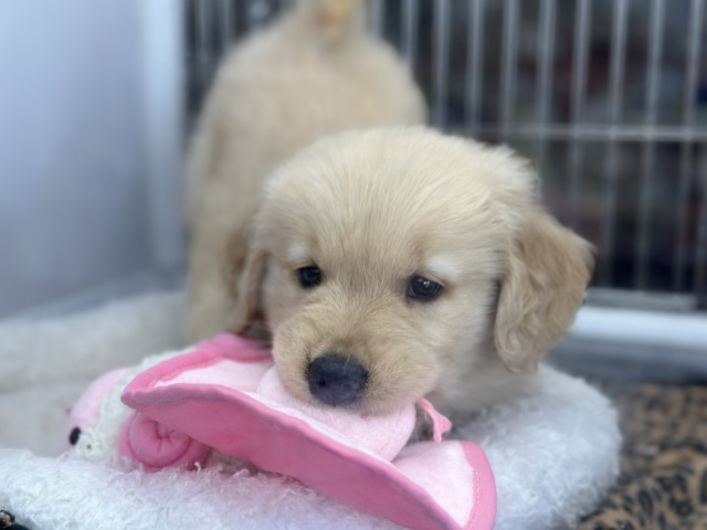 ゴールデンレトリバー