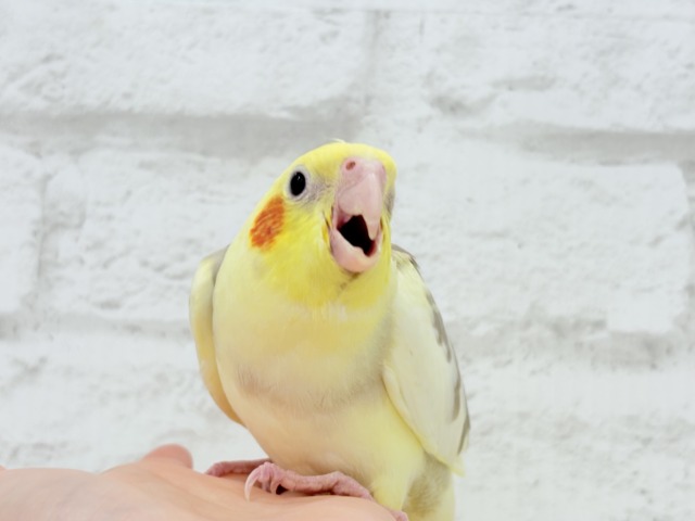 オカメインコ