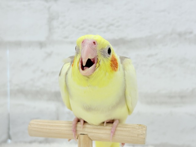 オカメインコ