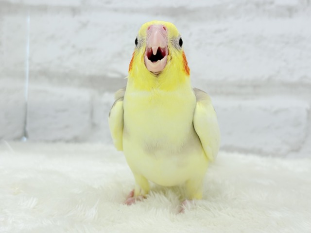 オカメインコ