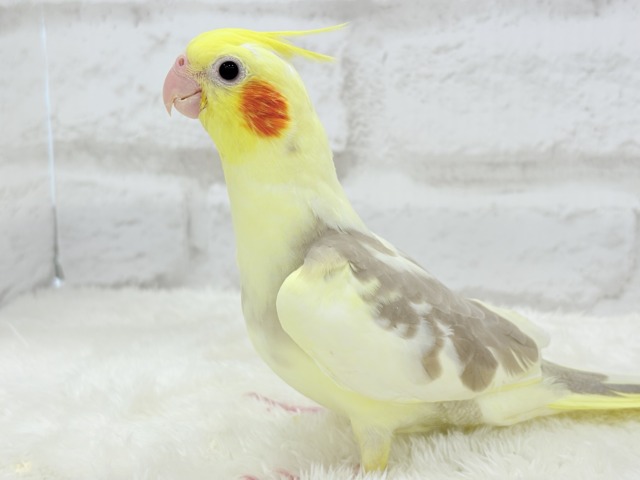 オカメインコ
