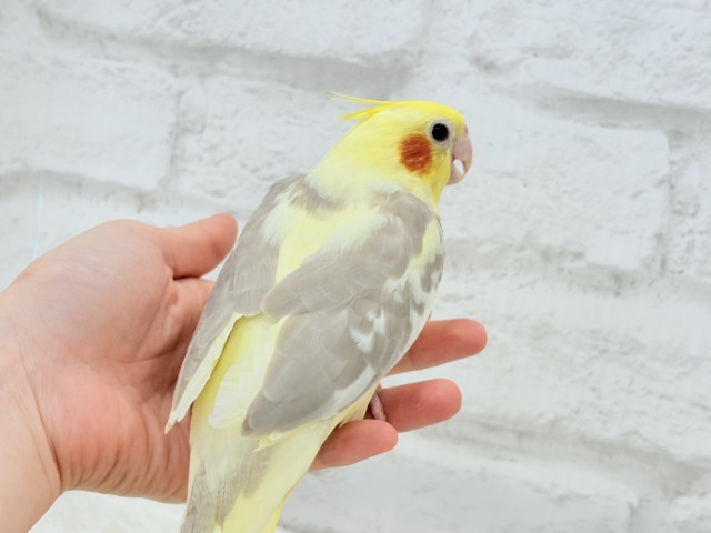 オカメインコ