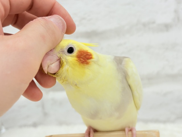 オカメインコ
