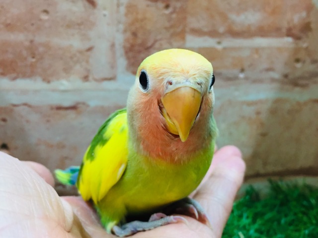 コザクラインコ（小桜インコ）