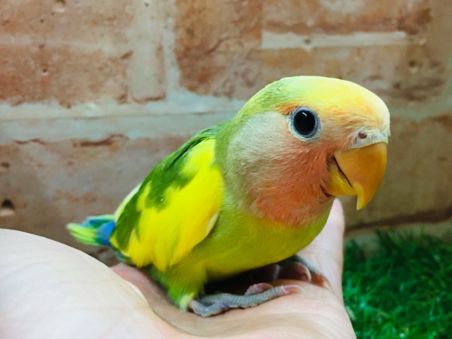 コザクラインコ（小桜インコ）