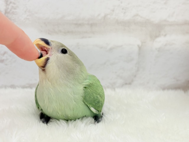 コザクラインコ（小桜インコ）