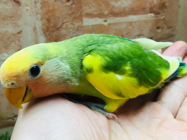 コザクラインコ（小桜インコ）