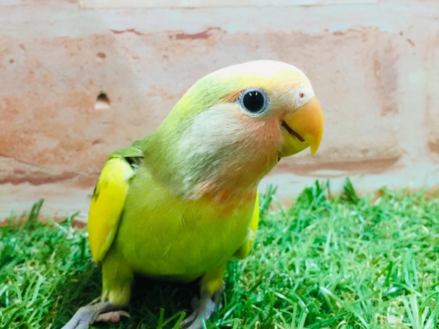 コザクラインコ（小桜インコ）