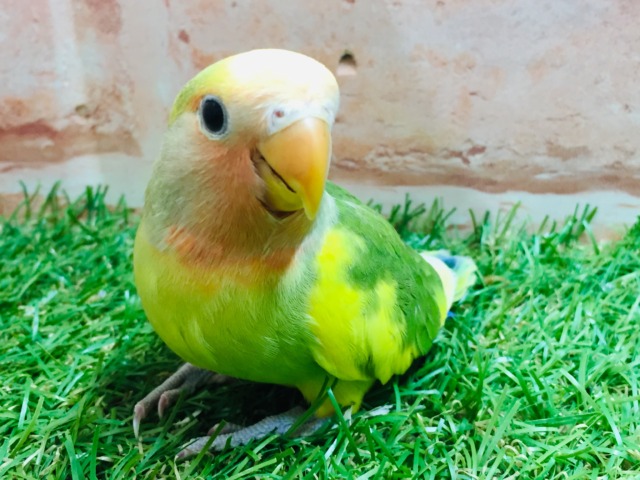 コザクラインコ（小桜インコ）