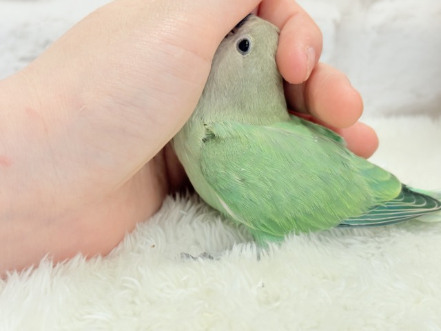 コザクラインコ（小桜インコ）