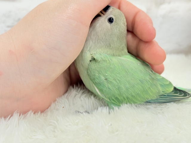 コザクラインコ（小桜インコ）