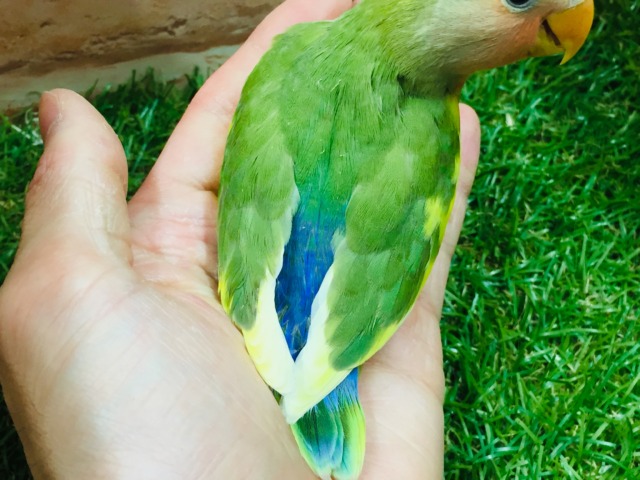 コザクラインコ（小桜インコ）