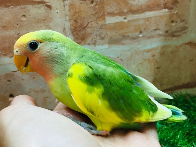 コザクラインコ（小桜インコ）