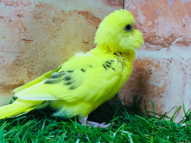 セキセイインコ