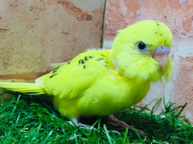 セキセイインコ