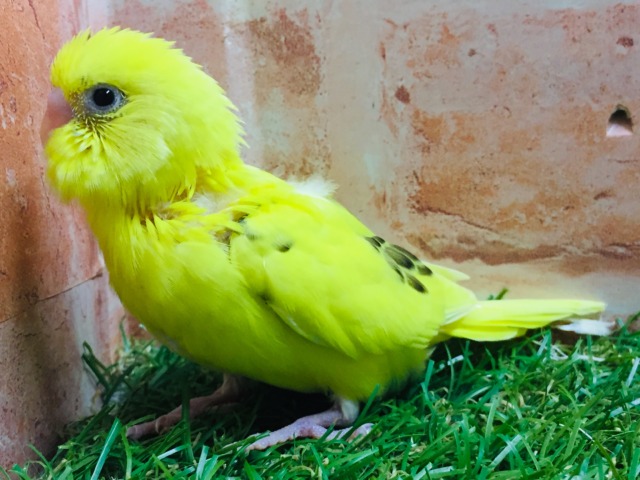 セキセイインコ