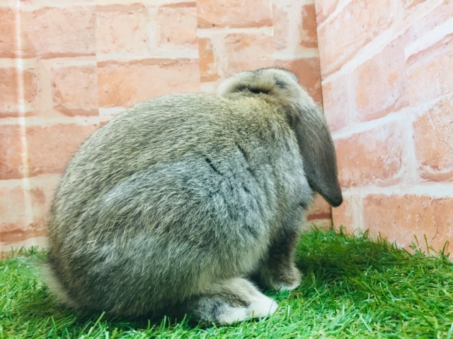 ロップイヤーラビット